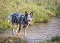 Young male Australian Cattle Dog standing in a pond looking at the camera Royalty Free Stock Photo