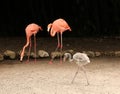 Baby flamingo with mom and dad
