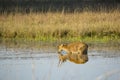Young Male Barasingha Foraging in Watering Hole