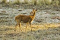 Young Male Barasingha Walking on Dew-covered Grass
