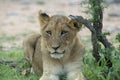 A young lion cub resting under the shade of a small tree Royalty Free Stock Photo