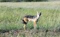 A young male Black Backed Jackal (Canis mesomalas). Royalty Free Stock Photo