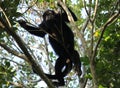 Young male black howler monkey Royalty Free Stock Photo