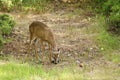 Young male Black-tailed deer Royalty Free Stock Photo