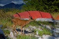 Young male black-tailed deer wanders through campsite on one of the Bunsby Islands