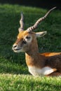 Young Male Blackbuck Antelope