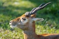 Young Male Blackbuck Antelope head Royalty Free Stock Photo