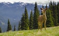 Young Male blacktail deer in mountain meadow Royalty Free Stock Photo