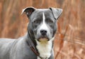 Young male blue Pitbull Terrier mix breed puppy dog outside on leash. Dog rescue pet adoption photogrpahy for humane society