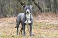 Young male blue Pitbull Terrier mix breed puppy dog outside on leash. Dog rescue pet adoption photogrpahy for humane society