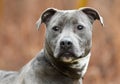 Young male blue and white pitbull silver lab puppy dog outside on leash pet adoption photography Royalty Free Stock Photo