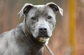 Young male blue and white pitbull silver lab puppy dog outside on leash pet adoption photography Royalty Free Stock Photo