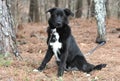 Young male Border Collie and Great Pyrenees mix breed dog outside on a leash Royalty Free Stock Photo