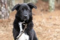 Young male Border Collie and Great Pyrenees mix breed dog outside on a leash Royalty Free Stock Photo