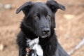 Young male Border Collie and Great Pyrenees mix breed dog outside on a leash Royalty Free Stock Photo