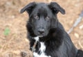 Young male Border Collie and Great Pyrenees mix breed dog outside on a leash Royalty Free Stock Photo