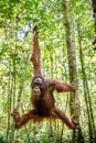 Young male of Bornean Orangutan on the tree in a natural habitat. Bornean orangutan Pongo pygmaeus wurmbii in the wild nature. Royalty Free Stock Photo