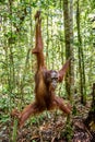 Young male of Bornean Orangutan on the tree in a natural habitat. Bornean orangutan Pongo pygmaeus wurmbii in the wild nature. Royalty Free Stock Photo