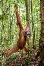 Young male of Bornean Orangutan on the tree in a natural habitat. Bornean orangutan Pongo pygmaeus wurmbii in the wild nature. Royalty Free Stock Photo