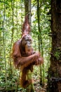 Young male of Bornean Orangutan on the tree in a natural habitat. Bornean orangutan Pongo pygmaeus wurmbii in the wild nature. Royalty Free Stock Photo