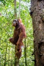 Young male of Bornean Orangutan on the tree in a natural habitat. Bornean orangutan Pongo pygmaeus wurmbii in the wild nature. Royalty Free Stock Photo