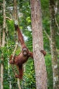 Young male of Bornean Orangutan on the tree Royalty Free Stock Photo