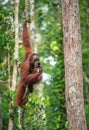 Young male of Bornean Orangutan on the tree Royalty Free Stock Photo