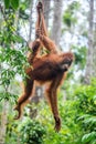 Young male of Bornean Orangutan on the tree in a natural habitat. Royalty Free Stock Photo