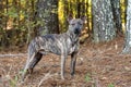 Young male brindle Whippet Pitbull Dutch Shepherd mix breed puppy on leash