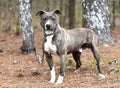 Young male brindle and white Pit Bull Terrier mix breed dog outside on leash Royalty Free Stock Photo