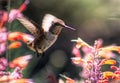 A Young Male Broad-Tailed Hummingbird on Pentstemon Royalty Free Stock Photo