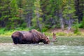 A young, male bull moose feeding in a lake in Glacier National Park, Montana, USA Royalty Free Stock Photo