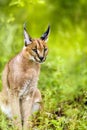 Young male caracal in grass.