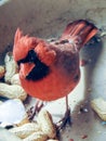 Young Male Cardinal Cautious Before Getting Peanuts