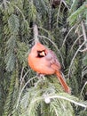 Young Male Cardinal Perched in a Pine Tree