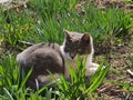 Young male cat in the flowergarden