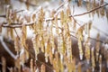 Young male catkins of Corylus avellana, Common hazel on the branches of tree near Female flower. covered with ice and snow after Royalty Free Stock Photo