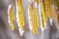 Young male catkins of Corylus avellana, Common hazel on the branches of tree near Female flower. covered with ice and snow after Royalty Free Stock Photo