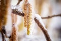 Young male catkins of Corylus avellana, Common hazel on the branches of tree near Female flower. covered with ice and Royalty Free Stock Photo