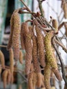 Young male catkins of Corylus avellana, Common hazel on the branches of a tree near Female flower. development of trees in spring Royalty Free Stock Photo