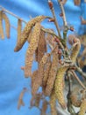 Young male catkins of Corylus avellana, Common hazel on the branches of a tree near Female flower. development of trees in spring Royalty Free Stock Photo