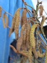 Young male catkins of Corylus avellana, Common hazel on the branches of a tree near Female flower. development of trees in spring Royalty Free Stock Photo