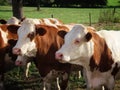 Young male cattle heads