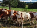 Young male cattle in line