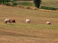 Young male cattle in pasture