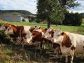 Young male cattle by fence