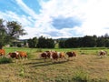 Young male cattle in pasture