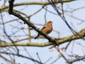 Male chaffinch on a branch singing Royalty Free Stock Photo