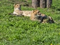 young male Cheetah, Acinonyx jubatus Royalty Free Stock Photo