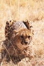 Young male cheetah laying in dry grass Royalty Free Stock Photo